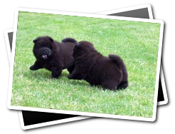 Chow Chow Puppies Playing