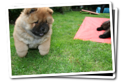 Chow Chow  puppy playing