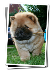 Chow  Chow puppy Dan Hua with stick
