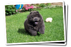 blue Chow  Chow puppies in the Garden