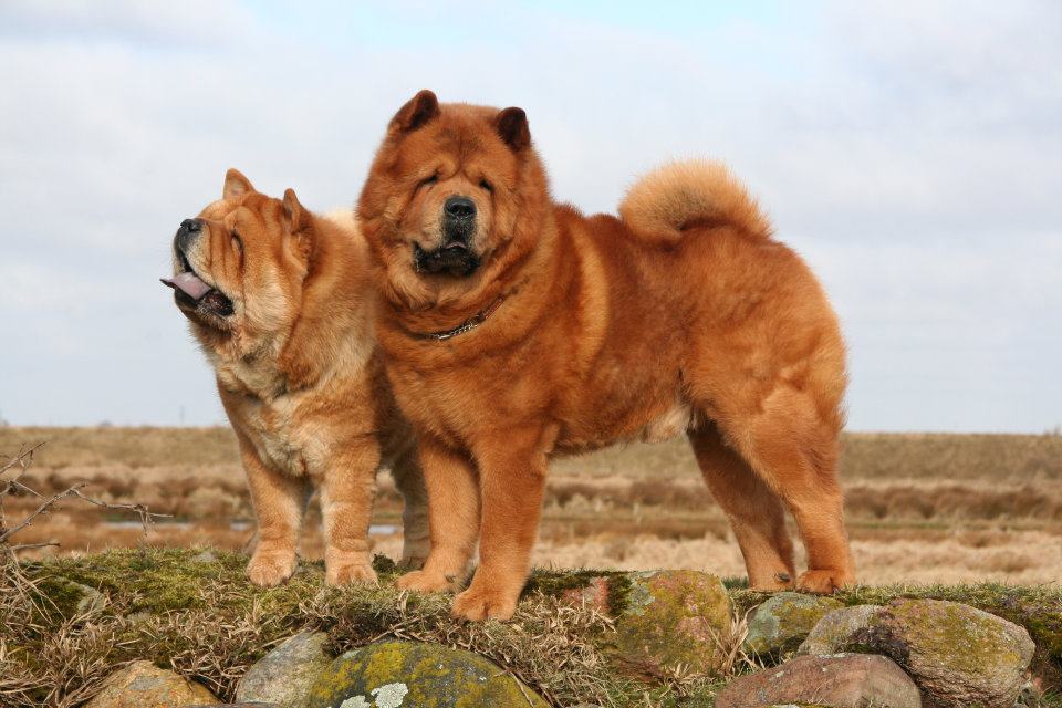 Chow Chow Puppies | Chow Chow Kennel Zung Tzung Le