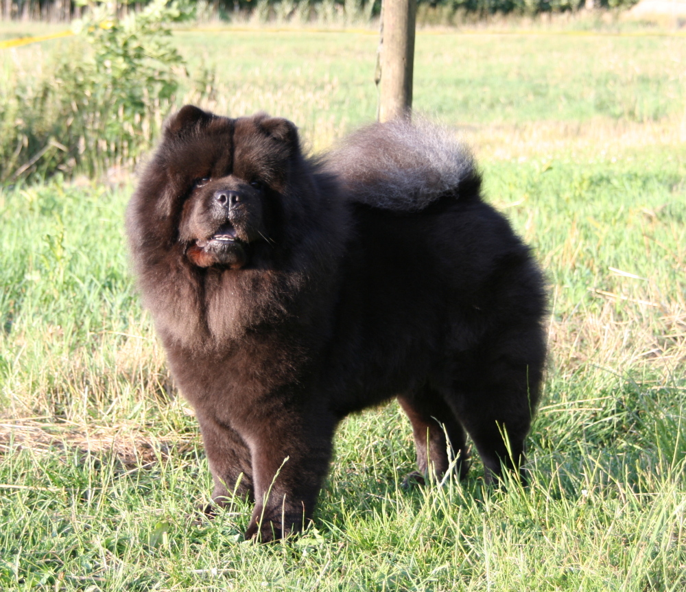 Chow Chow Puppies Chow Chow Kennel Zung Tzung Le