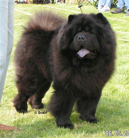 Chow Chow Puppies | Chow Chow Kennel Zung Tzung Le